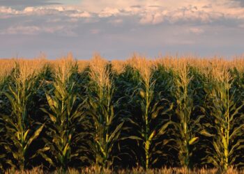 Farmer, broker discusses grain market trends, opportunities