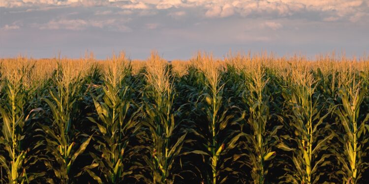 Farmer, broker discusses grain market trends, opportunities