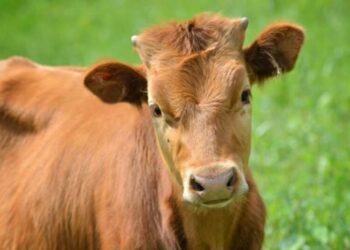 Midweek Gains Across Cattle Market – Barchart