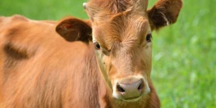Midweek Gains Across Cattle Market – Barchart