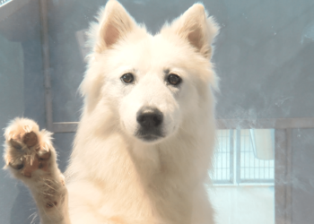 SPCA Tampa Bay puts partnership with pet store and breeding broker on pause