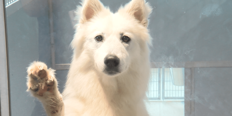 SPCA Tampa Bay puts partnership with pet store and breeding broker on pause
