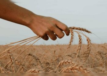 Brics Summit 2026: Grain Exchange looks promising, but hurdles remain | External Affairs & Defence Security News