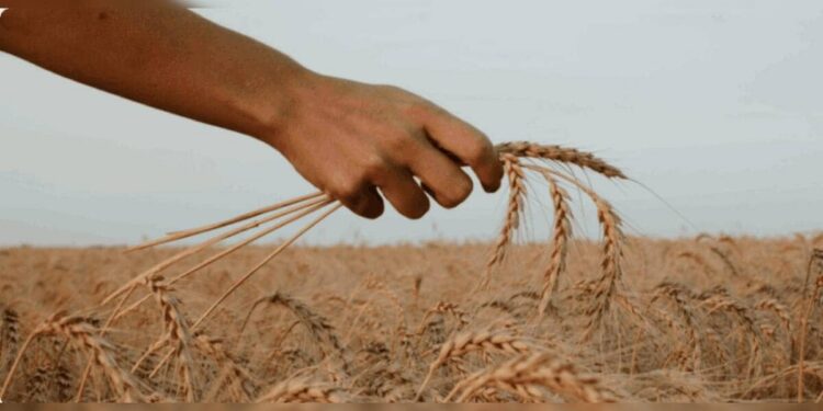 Brics Summit 2026: Grain Exchange looks promising, but hurdles remain | External Affairs & Defence Security News